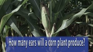How Much Corn Does 6 Ears Yield