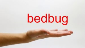 How To Pronounce Bedbug