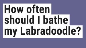 How Often Should I Bathe My Labradoodle