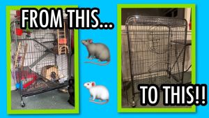 How To Turn A Bird Cage Into A Rat Cage