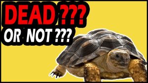 How To Know If Your Tortoise Is Dead
