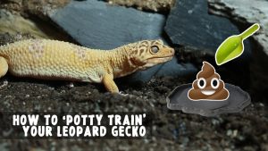 How To Potty Train A Leopard Gecko