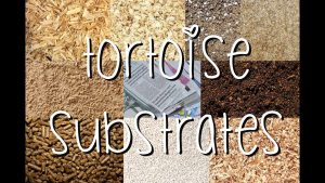 How Often Should You Change Tortoise Substrate