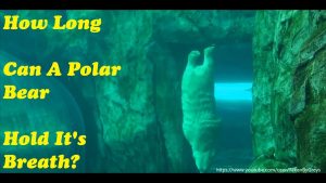 How Long Can A Polar Bear Hold His Breath Underwater